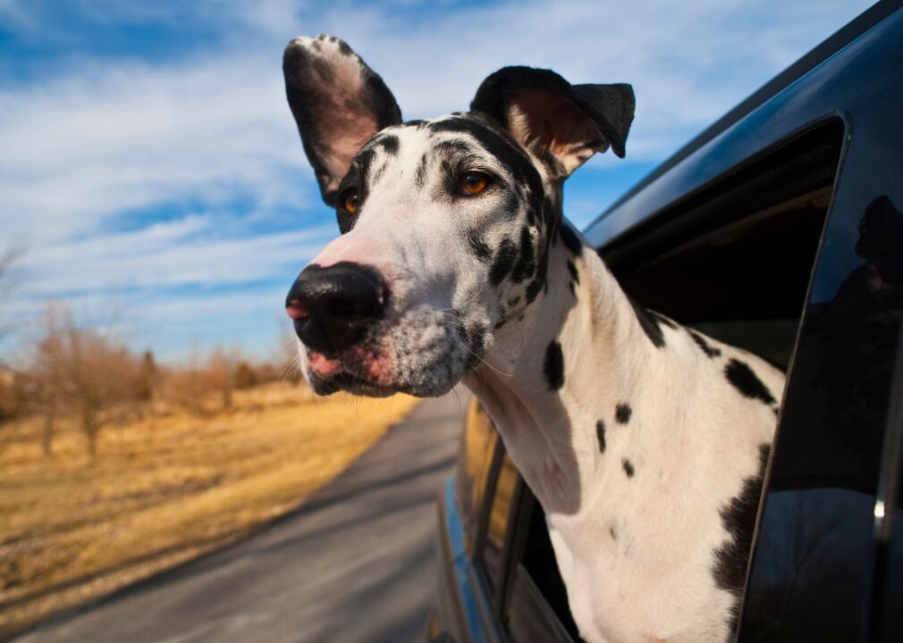 #11. Great Danes